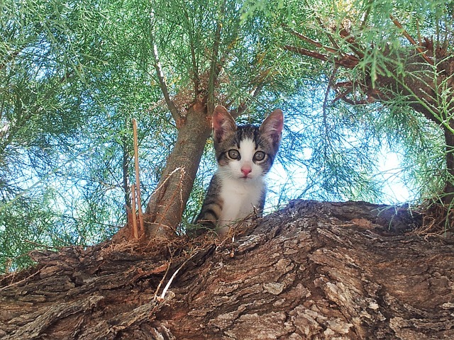 猫 小猫 可爱的 - 上的免费照片