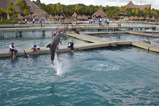 海豚 水 跳 - 上的免费照片