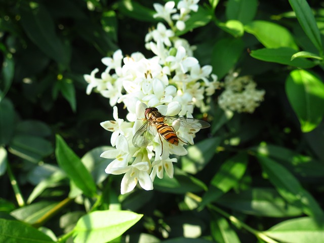 Hoverfly 花飞 昆虫 - 上的免费照片