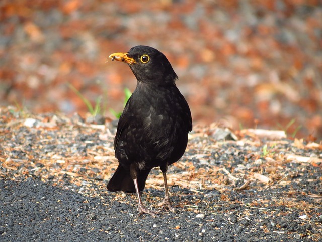 梅尔 鸟 动物 - 上的免费照片