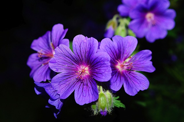 花朵 紫色的花朵 高加索鹤嘴 - 上的免费照片