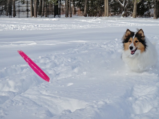设得兰群岛牧羊犬 狗 雪场 - 上的免费照片