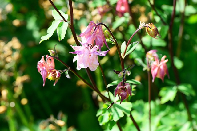 科伦 Aquilegia 别墅花园 - 上的免费照片
