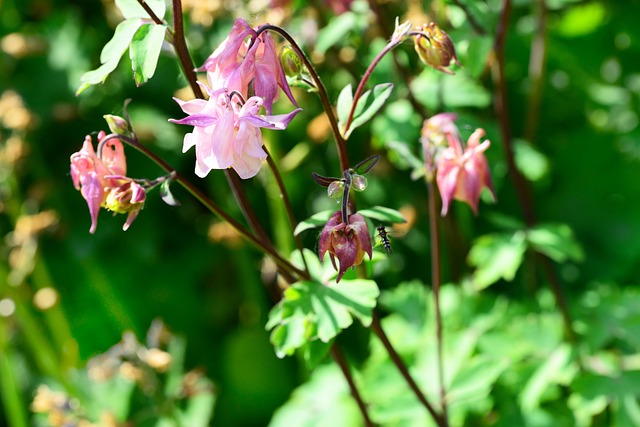 科伦 Aquilegia 别墅花园 - 上的免费照片
