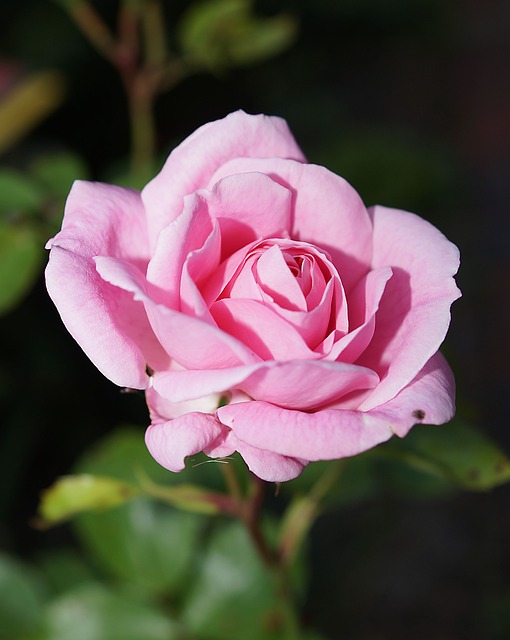 花 玫瑰 粉红玫瑰 - 上的免费照片