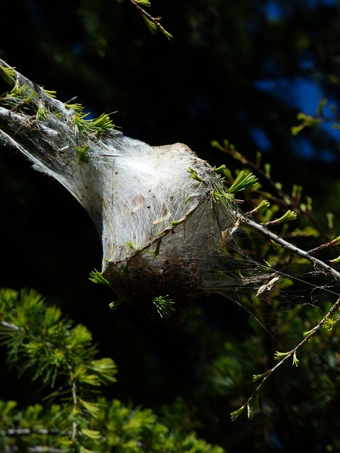 疯狂的 巢 毛毛虫 - 上的免费照片