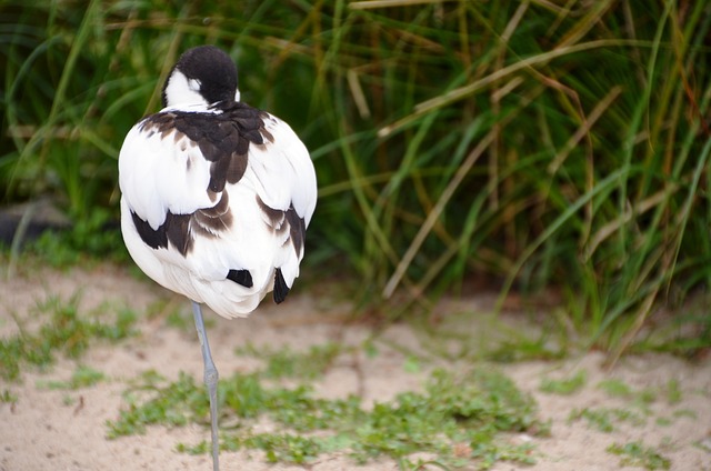 Avocets 鸟 水鸟 - 上的免费照片