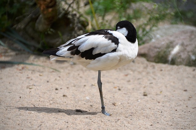 Avocets 鸟 水鸟 - 上的免费照片