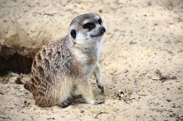猫鼬 苏里卡塔 尿糖 鹰 - 上的免费照片