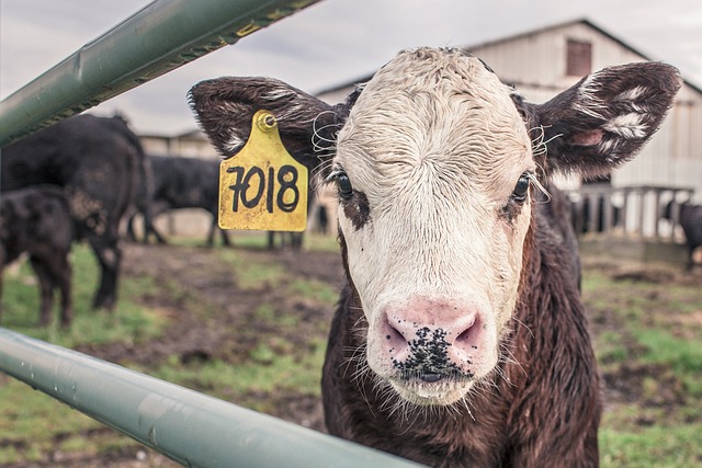 小牛 奶牛 农场动物 - 上的免费照片