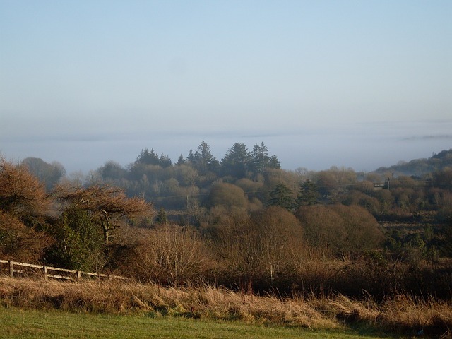 县斯莱戈 农村 森林 - 上的免费照片