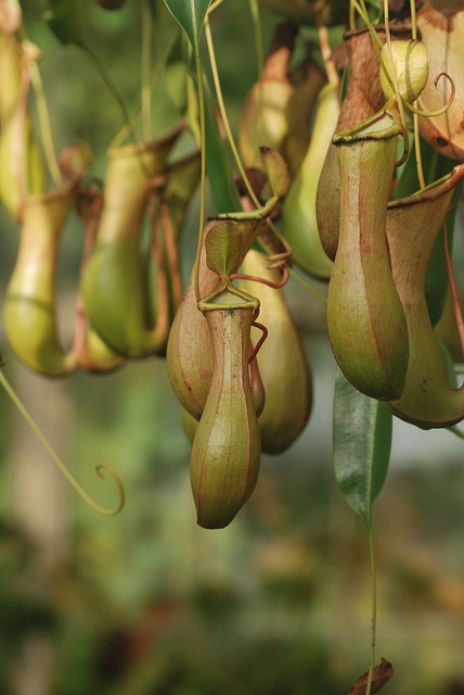 猪笼草 猪笼草科 食肉植物 - 上的免费照片