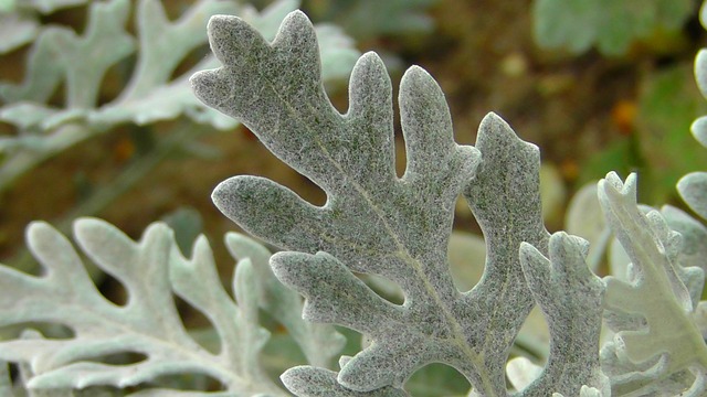 银叶 树植物 叶子 - 上的免费照片