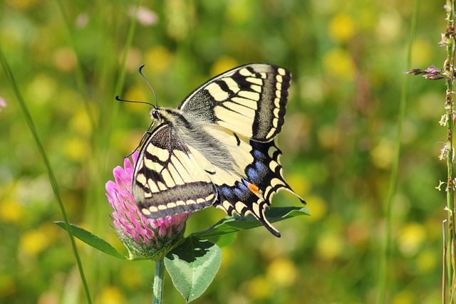 蝴蝶 花 授粉 - 上的免费照片