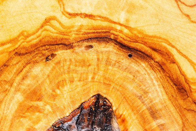 橄榄木 木头 粮食 - 上的免费照片