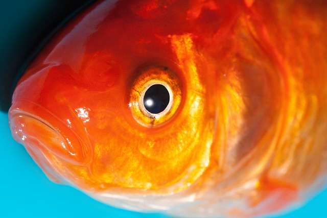 眼睛 金鱼 淡水鱼 - 上的免费照片