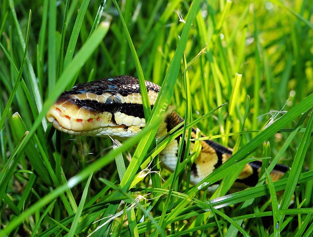 线 球 Python 花园 - 上的免费照片