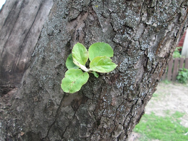 树 花园 逃亡 - 上的免费照片