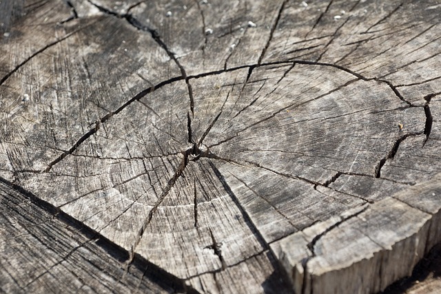 木头 日志 树桩 - 上的免费照片