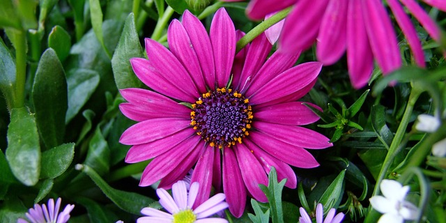 花 开普篮 西班牙雏菊 - 上的免费照片