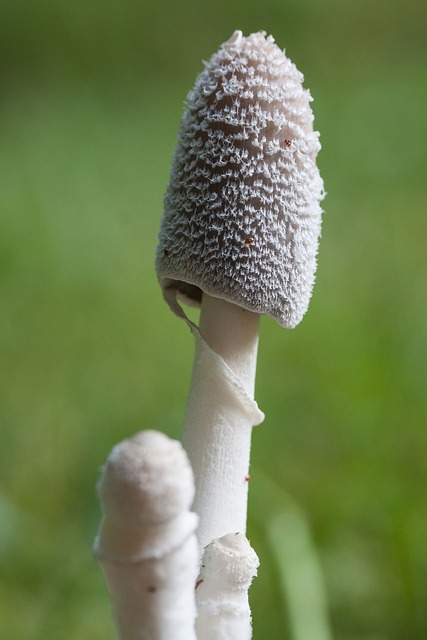 蘑菇 花丝 白色的 - 上的免费照片