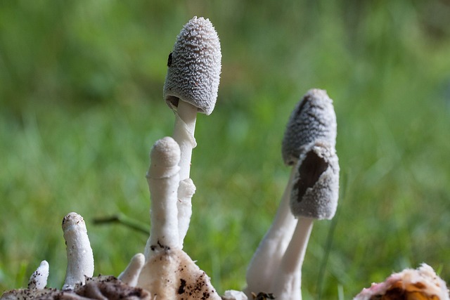 蘑菇 花丝 白色的 - 上的免费照片