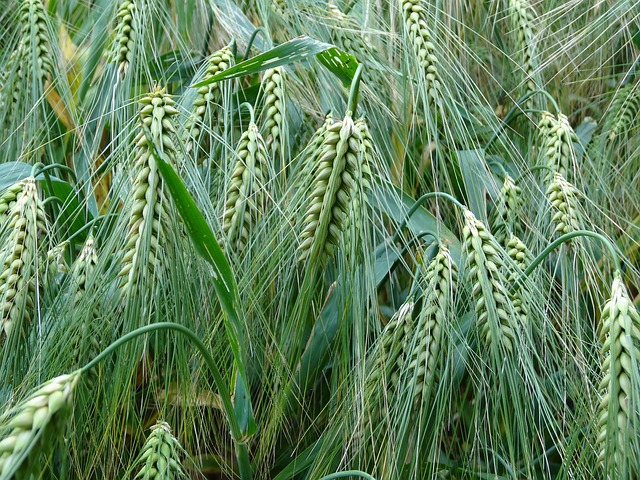 小麦作物 大麦 农作物 - 上的免费照片