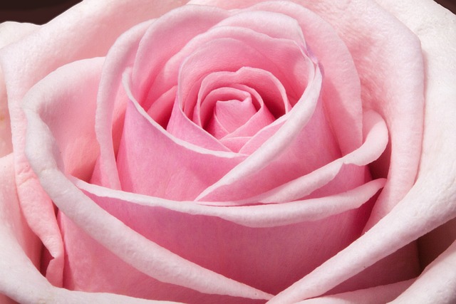 玫瑰 复合材料 花朵 - 上的免费照片