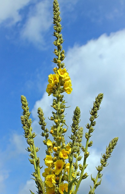 毛蕊花 Verbascum 花 - 上的免费照片