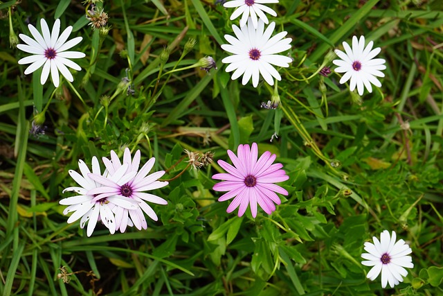 开普篮 花 开花 - 上的免费照片