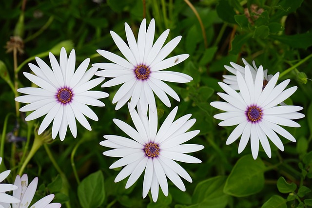 开普篮 花 开花 - 上的免费照片