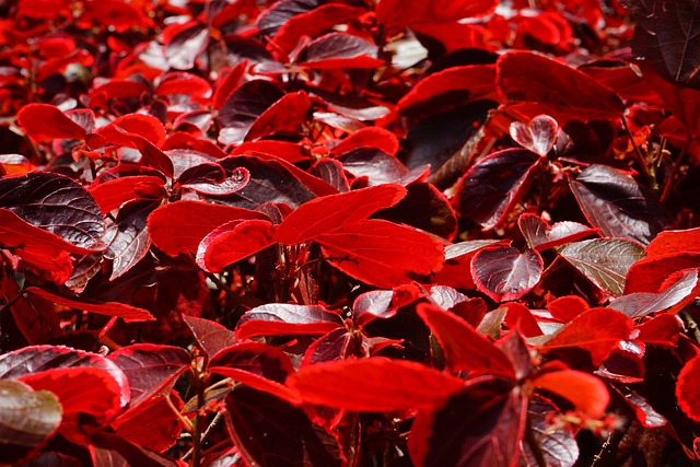 树叶 红色的 明亮的 - 上的免费照片