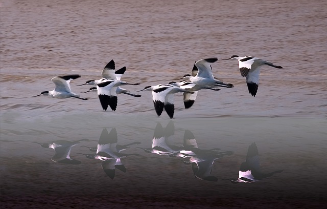 Avocets 野生动物 湿地 - 上的免费照片