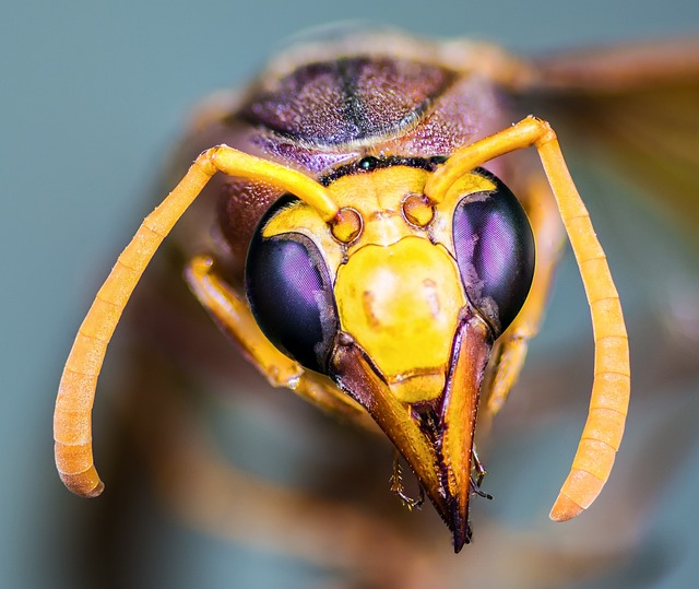 大黄蜂 昆虫 宏 - 上的免费照片