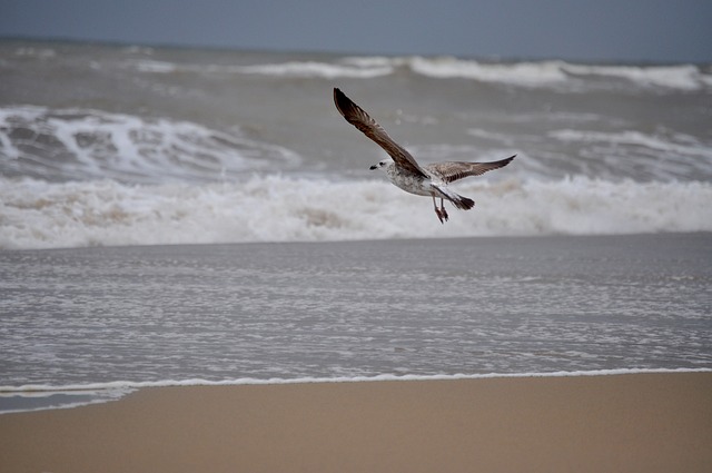 海鸥 海 安提拉 - 上的免费照片