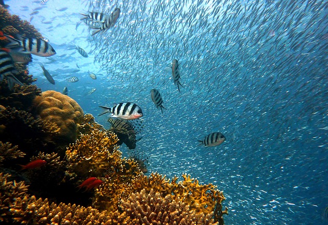 鱼 水下 珊瑚 - 上的免费照片