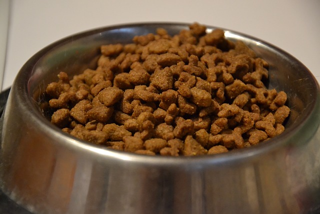 食物 猫 小猫 - 上的免费照片