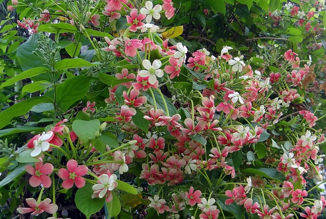 仰光爬山虎 缅甸爬山虎 马杜马拉蒂 - 上的免费照片
