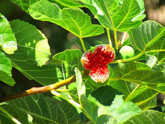 无花果 无花果树 榕树 - 上的免费照片