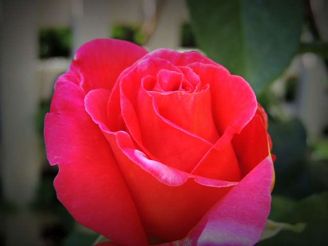 红花 花 月季花 - 上的免费照片