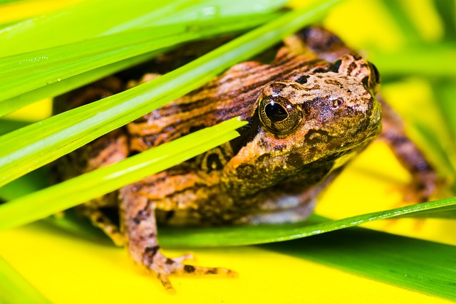 青蛙 动物 带状牛蛙 - 上的免费照片