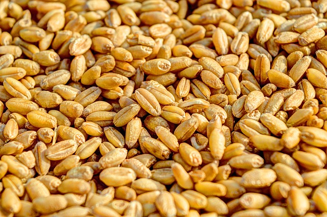 小麦 粮食 农业 - 上的免费照片