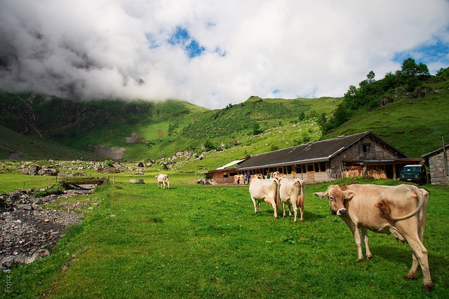奶牛 瑞士 小行政区 Glarus 的 - 上的免费照片
