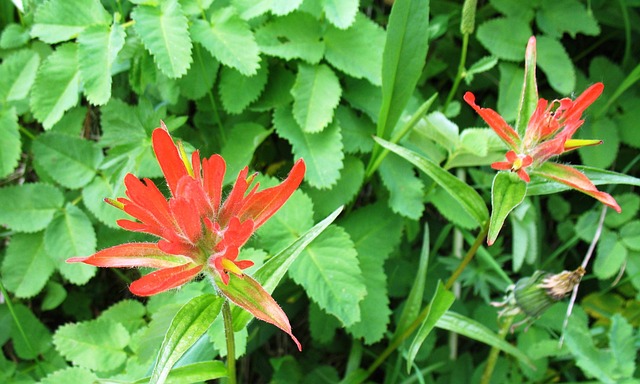 印度画笔 小卡斯蒂利亚 花朵 - 上的免费照片