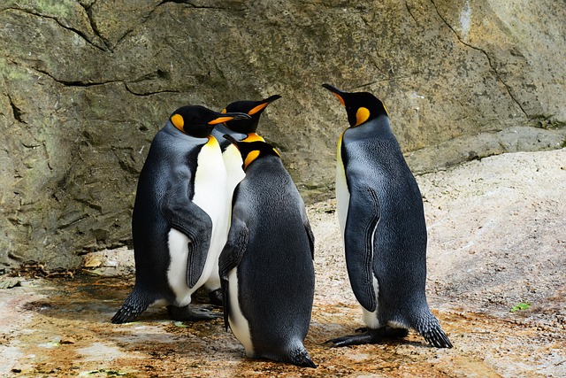 王企鹅 鸟类 动物 - 上的免费照片