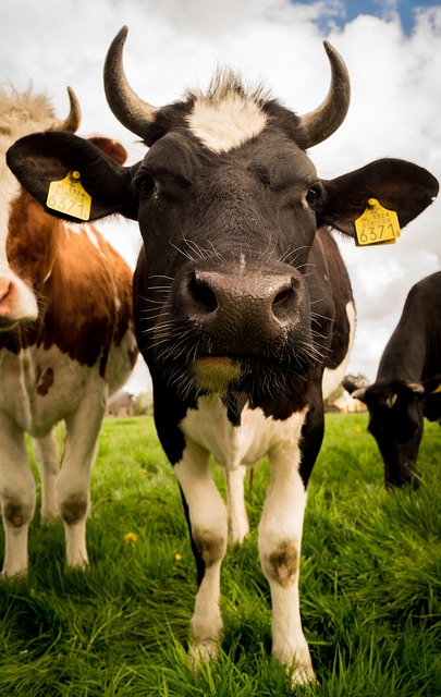 奶牛 动物 家畜 - 上的免费照片