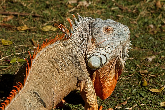 鬣蜥 爬虫 动物 - 上的免费照片