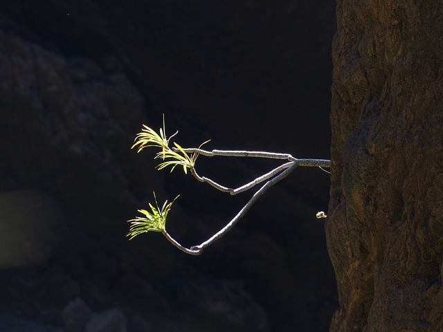 岩石 发芽的谷物 灌木 - 上的免费照片