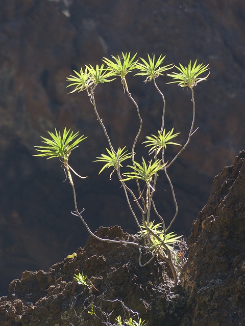 乳草 灌木 植物 - 上的免费照片