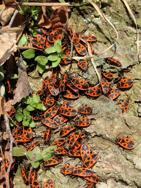 火虫 错误 昆虫 - 上的免费照片